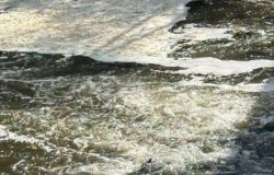 Ceccano, Sciuma nel Fiume Sacco - Foto da Comunicato Stampa