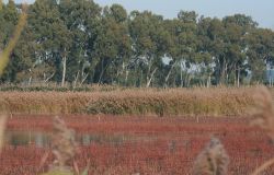 Dal 25 aprile al 2 giugno: La Primavera delle Oasi WWF