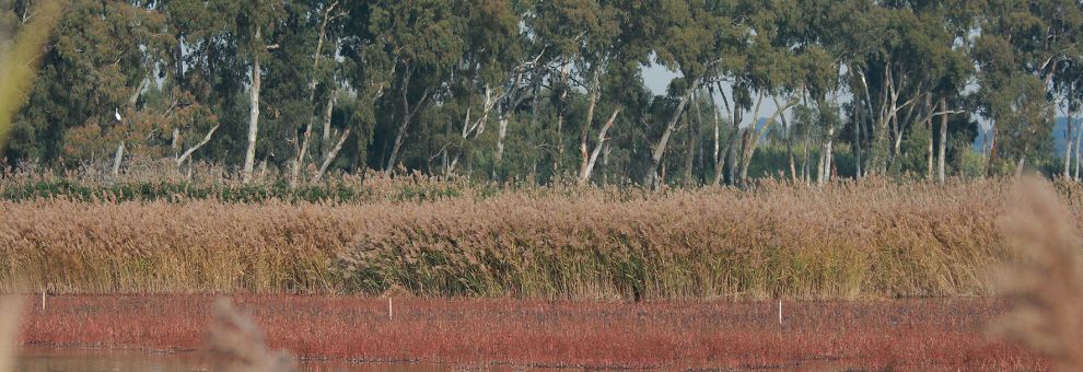 Dal 25 aprile al 2 giugno: La Primavera delle Oasi WWF