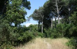 Foto Francesco_Marcone_Arrone  WWF