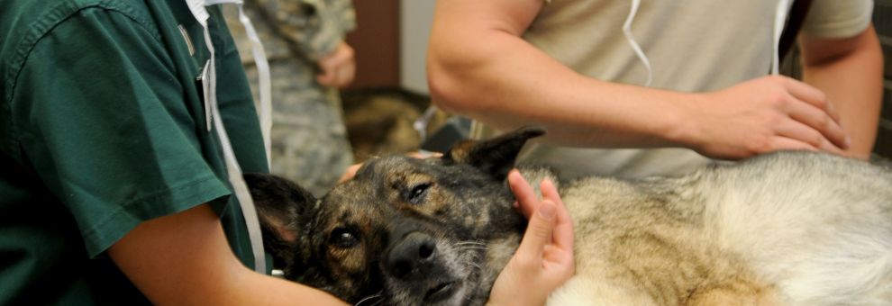 Roma, nasce OPSV: Osservatorio Permanente Servizi Veterinari