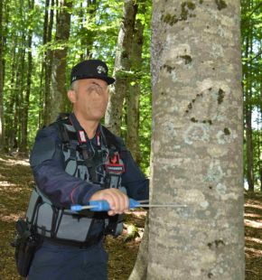 Italia, le foreste cambiano volto...con una perdita di biodiversità vegetale sopratutto nel sottobosco