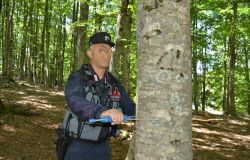 Italia, le foreste cambiano volto...con una perdita di biodiversità vegetale sopratutto nel sottobosco