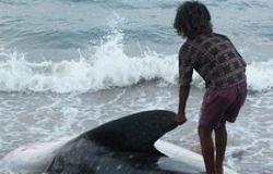 Ostia, squalo di due metri e mezzo spiaggiato