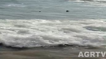 Ostia, squalo di due metri e mezzo spiaggiato