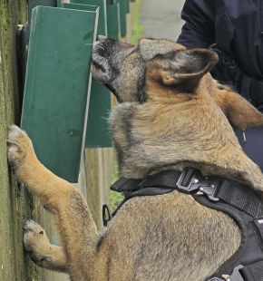 Ostia, presi ladri e rapinatori, in manette anche 4 pusher fiutati da Nelly, il cane poliziotto Ostia, presi ladri e rapinatori, in manette anche 4 pusher fiutati da Nelly, il cane poliziotto