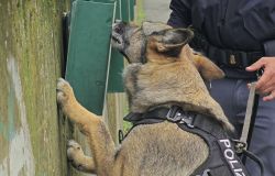 Ostia, presi ladri e rapinatori, in manette anche 4 pusher fiutati da Nelly, il cane poliziotto