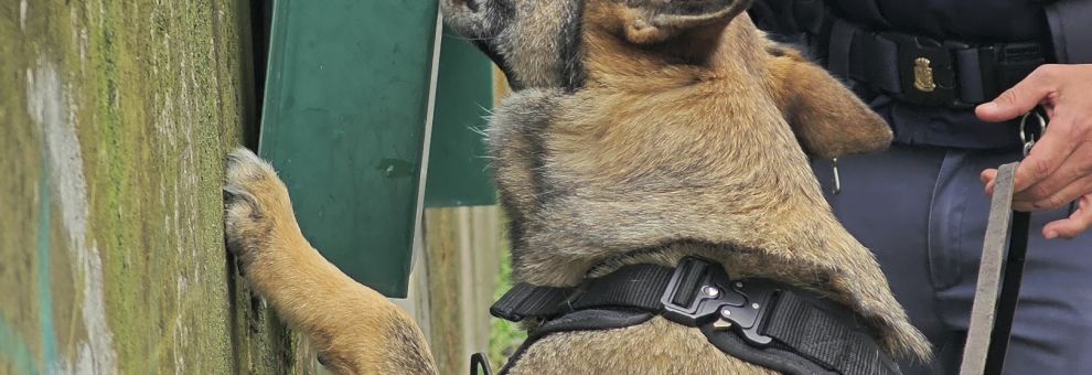 Ostia, presi ladri e rapinatori, in manette anche 4 pusher fiutati da Nelly, il cane poliziotto