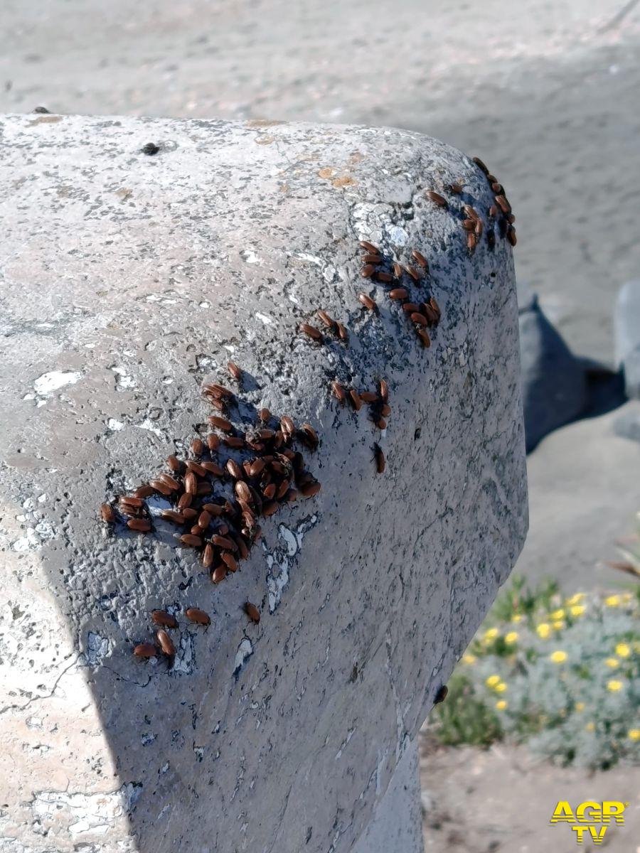 Le colonie di Blatte Le colonie di Blatte