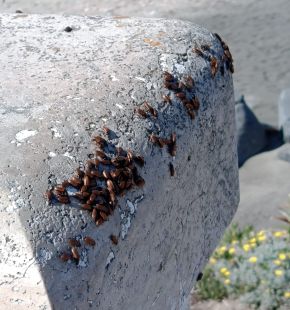Ostia, emergenza sanitaria alla Rotonda, sul marmo fronte mare sciami di blatte