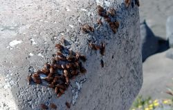 Ostia, emergenza sanitaria alla Rotonda, sul marmo fronte mare sciami di blatte