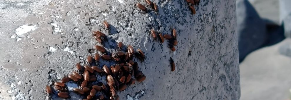 Ostia, emergenza sanitaria alla Rotonda, sul marmo fronte mare sciami di blatte