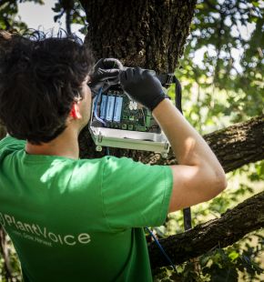 Roma, parco dell'Appia Antica, con Plantvoice, il monitoraggio scientifico del Bosco Sacro della Regina Viarum Roma, parco dell'Appia Antica, con Plantvoice, il monitoraggio scientifico del Bosco Sacro della Regina Viarum