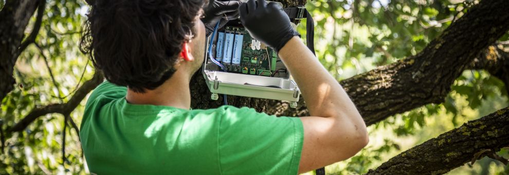 Roma, parco dell'Appia Antica, con Plantvoice, il monitoraggio scientifico del Bosco Sacro della Regina Viarum Roma, parco dell'Appia Antica, con Plantvoice, il monitoraggio scientifico del Bosco Sacro della Regina Viarum