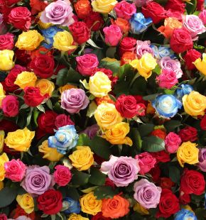 XXV Giornata del Sollievo, Confagricoltura dona 1600 rose ai degenti del Policlinico Gemelli XXV Giornata del Sollievo, Confagricoltura dona 1600 rose ai degenti del Policlinico Gemelli
