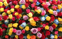 foto heung soon-rose foto pixabay
