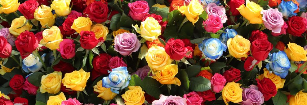 XXV Giornata del Sollievo, Confagricoltura dona 1600 rose ai degenti del Policlinico Gemelli