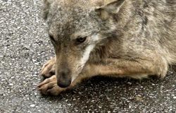 Poliziotto libero dal servizio salva un cucciolo di lupo per strada