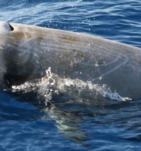 Giornata Mondiale degli Oceani: Le Navi Gialle sentinelle del Santuario Pelagos, per il ventesimo anno consecutivo”
