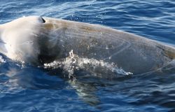 Giornata Mondiale degli Oceani: Le Navi Gialle sentinelle del Santuario Pelagos, per il ventesimo anno consecutivo”