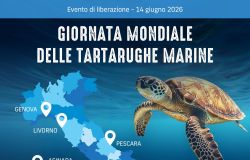 giornata mondale tartarughe marine da comunicato stampa