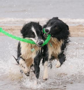 Spiagge per cani in Italia, la guida Enpa 2026: regole, informazioni utili e consigli