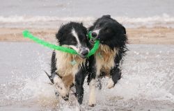 Spiagge per cani in Italia, la guida Enpa 2026: regole, informazioni utili e consigli