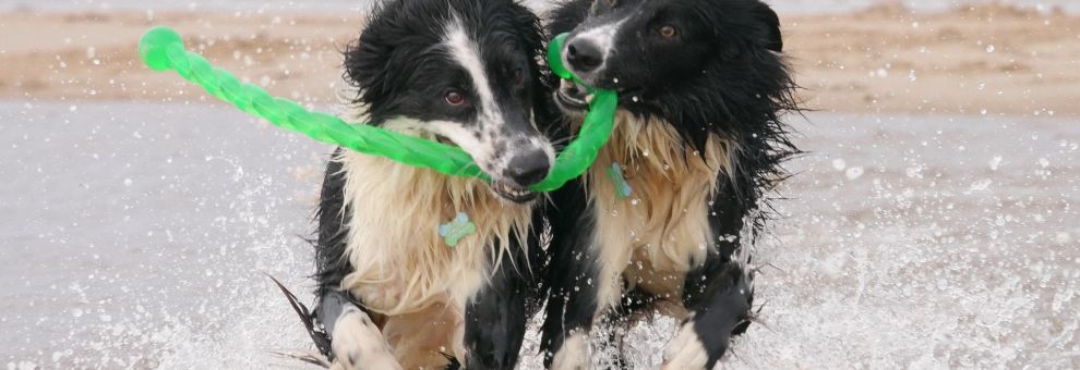 Spiagge per cani in Italia, la guida Enpa 2026: regole, informazioni utili e consigli
