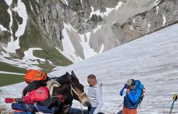 Il_mulo_che ha portato in vetta sci e scarponi