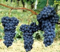 Uva barbera Uva barbera