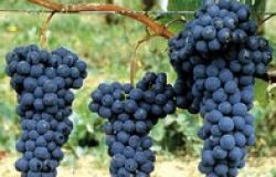 Lunga vita al vino