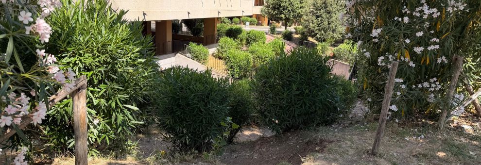 X Municipio, Giardino di Roma FdI: Parco Carotenuto, intervenire e bonifcare prima che ci siano incidenti