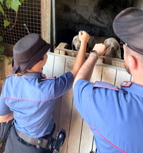 Formello, cani di taglia gigante abbandonati sotto il sole e senza cibo