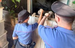 Formello, cani di taglia gigante abbandonati sotto il sole e senza cibo