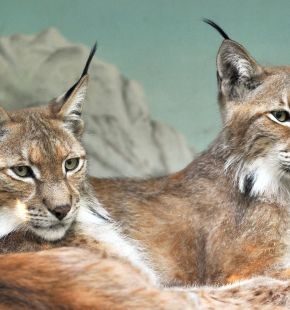 Roma, al Bioparco aperta una nuova area per le linci euroasiatiche Roma, al Bioparco aperta una nuova area per le linci euroasiatiche