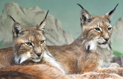 Roma, al Bioparco aperta una nuova area per le linci euroasiatiche