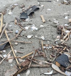 Adriatico, dischetti di plastica misteriosi ritrovati sulle spiagge Adriatico, dischetti di plastica misteriosi ritrovati sulle spiagge
