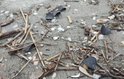 Adriatico, dischetti di plastica misteriosi ritrovati sulle spiagge