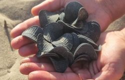 dischetti plastica trovati adriatico foto plastic free