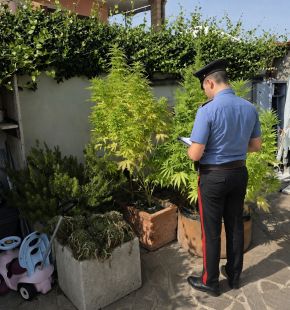 Ostia Antica, arrestata coppia di coniugi coltivava cannabis ed hashsh, denunciato un terzo uomo
