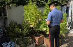 Ostia Antica, arrestata coppia di coniugi coltivava cannabis ed hashsh, denunciato un terzo uomo
