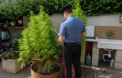 Carabinieri Ostia le piante di cannabis sequestrate