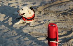 Ostia, torna domenica 2 agosto la Giornata Dimostrativa Sicurezza e Salvataggio in Mare