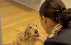 Polizia di Stato: nuovo spot contro l'abbandono degli animali durante il periodo estivo