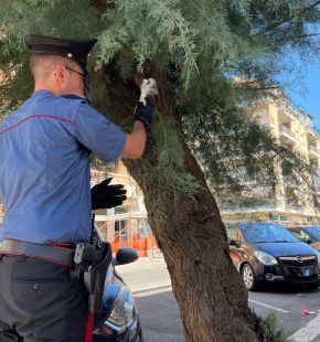 Ostia, dopo l'esplosione in via Fasan i Carabinieri arrestano due uomini, sequestrata droga nascosta su un albero Ostia, dopo l'esplosione in via Fasan i Carabinieri arrestano due uomini, sequestrata droga nascosta su un albero