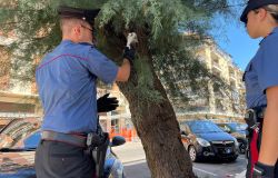 Ostia, dopo l'esplosione in via Fasan i Carabinieri arrestano due uomini, sequestrata droga nascosta su un albero