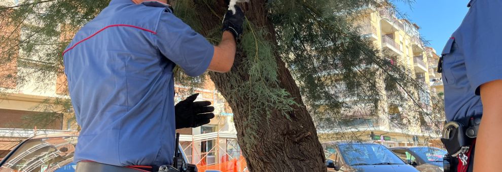 Ostia, dopo l'esplosione in via Fasan i Carabinieri arrestano due uomini, sequestrata droga nascosta su un albero Ostia, dopo l'esplosione in via Fasan i Carabinieri arrestano due uomini, sequestrata droga nascosta su un albero