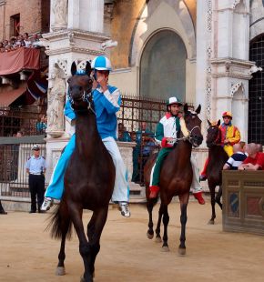 Palio di Siena, Animal Equality chiede maggiori tutele per i cavalli stop macellazione a fine carriera