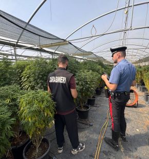 Castel Gandolfo, violazioni in azienda autorizzata alla coltivazione di canapa a basso Thc, titolari ed un dipendente in manette