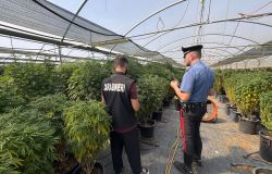 Castel Gandolfo, violazioni in azienda autorizzata alla coltivazione di canapa a basso Thc, titolari ed un dipendente in manette